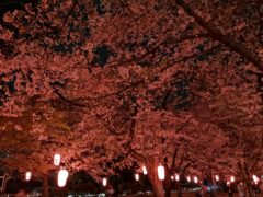 華蔵寺公園夜桜へ行って来ました！
